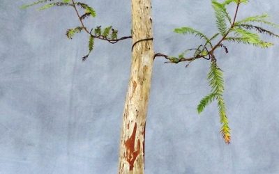 A Few Rules For Slip-Potting