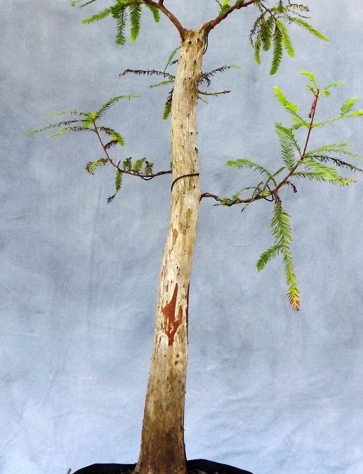 A Few Rules For Slip-Potting