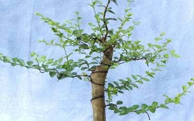 Privet Work And Slip-Potting