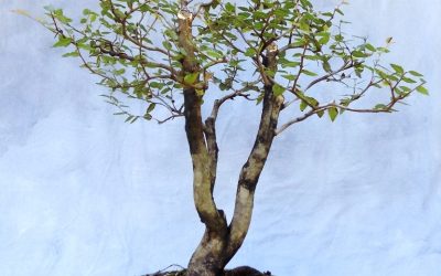 Water-Elm Redux – Progress, Progress