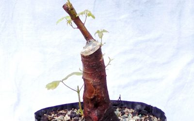 In Bonsai, Time Is (Almost) Everything