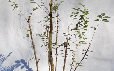 Bonsai Questions That May Have A Yes Answer