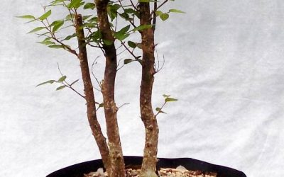 First Taste Of Fall – And A Few Water-Elms For Next Year