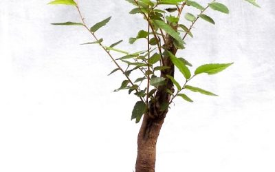 Quick Design Clinic – Styling A Couple Of Elms