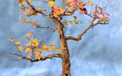 Fall Color, Pseudo Fall Color, And An Early Hard Freeze