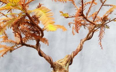 Flat-Top Bald Cypress Design Work