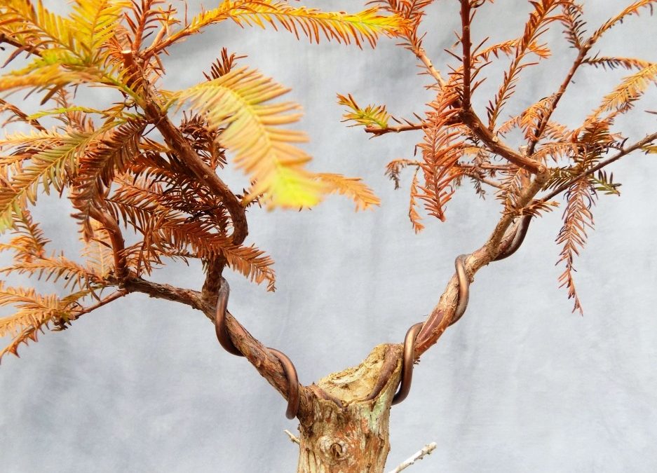 Flat-Top Bald Cypress Design Work