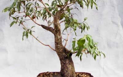 Roughleaf Dogwood Styling Work