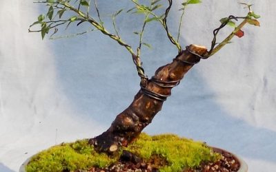 A Huckleberry Bonsai For 2020