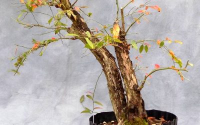 Huckleberry #5 Progression