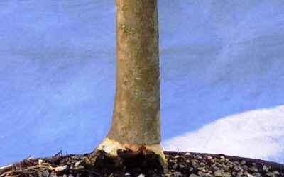 Layering To Improve Trunk Base And Rootage – Privet