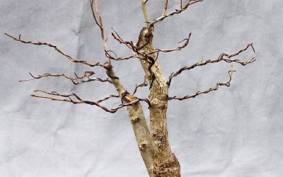 Sweetgum Progression