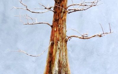 Bald Cypress Progression