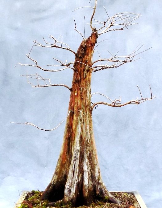 Bald Cypress Progression