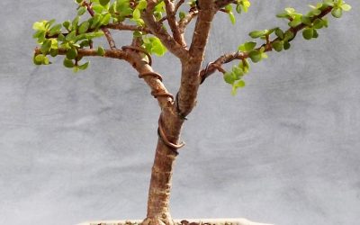 The Bonsai You Only Need To Buy (Or Nab) Once