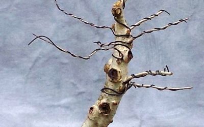 Tale Of A Hawthorn Cutting