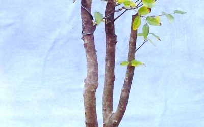 What Lies Beneath – Zag When You Gotta