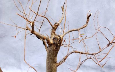 More Fall Work – Water-Elm