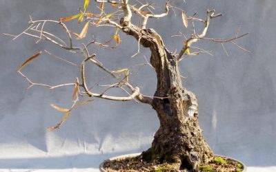 Bonsai Odds & Ends – Oak, Oak, Sweetgum