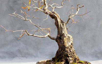 Willow Oak Progression