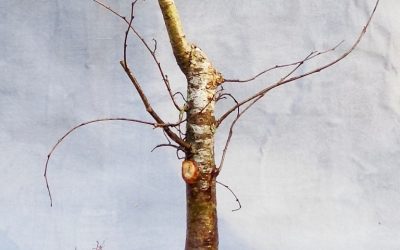 More Collecting, A Couple More Examples