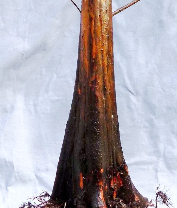 BC Collecting Trip #2 For 2020