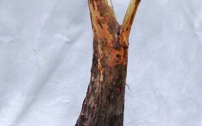 BC Collecting Trip #3 For 2020