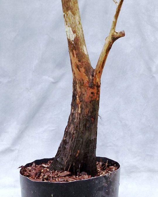 BC Collecting Trip #3 For 2020