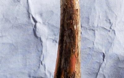 BC Collecting Trip #4 For 2020