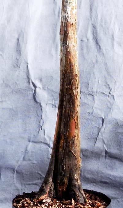 BC Collecting Trip #4 For 2020