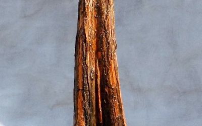 BC Collecting Trip #5 For 2020