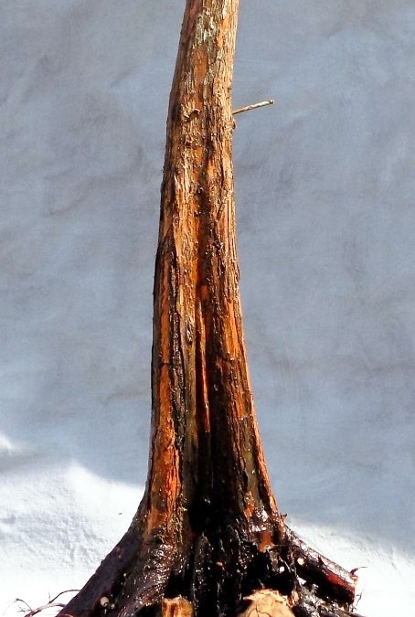 BC Collecting Trip #5 For 2020