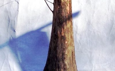 BC Trees With Knees Are The Bee’s Knees