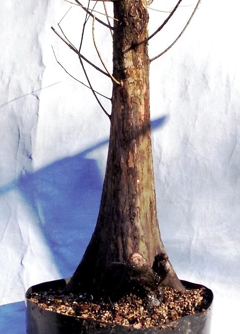 BC Trees With Knees Are The Bee’s Knees