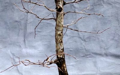 Another Repotting Project – Cedar Elm