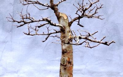 Chinese Elm Repotting – Key Bonsai Practice