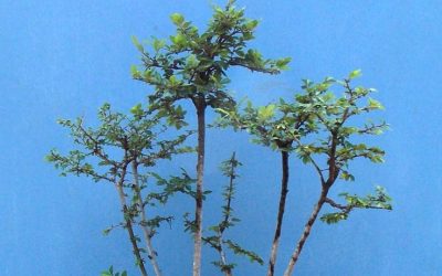 Chinese Elm: Unsurpassed