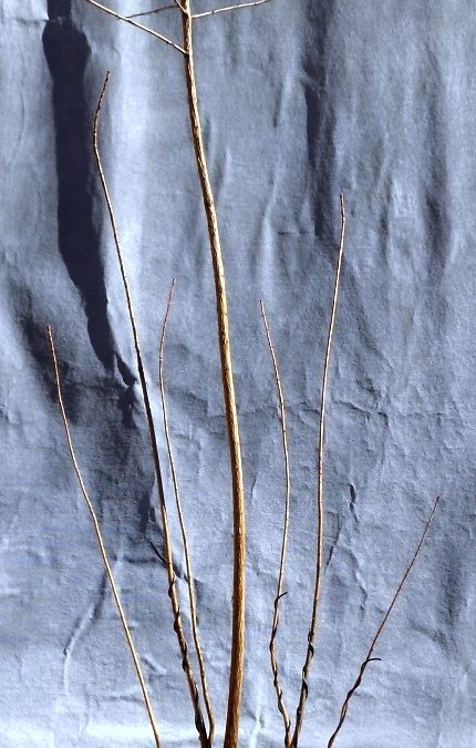 A Quick And Easy BC Forest