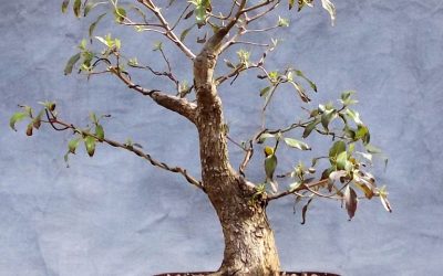 Bonsai Odds & Ends – Hophornbeam & Dogwood