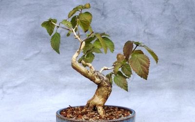 Potting And Repotting – Water-Elm, Boxelder, Lantana