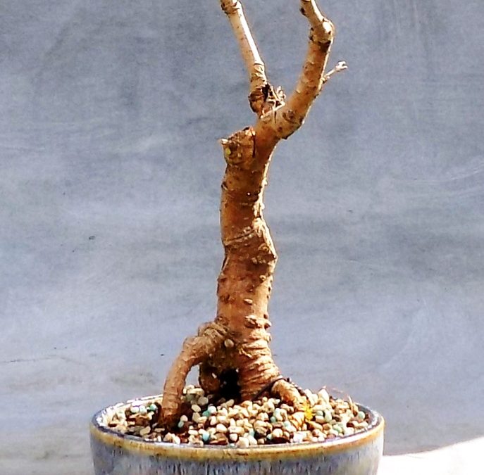 Some Things That Are Waking Up