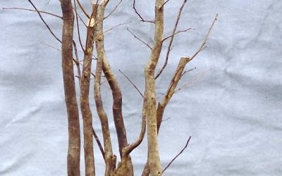 Let’s Go Water-Elm Rafting