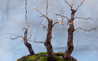 Forest Bug Continues – Water-Elm Plan Works