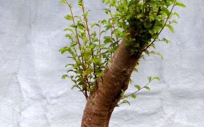 Chinese Elm Initial Styling
