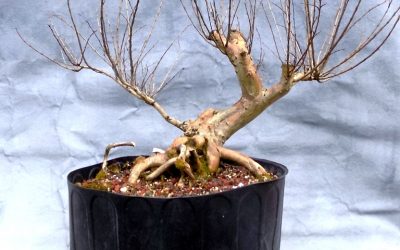 A Pocomoke Crape Myrtle Gets Styled