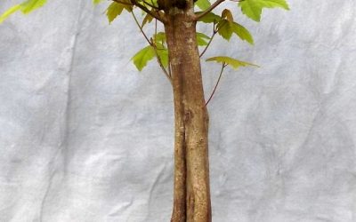 Let’s See What Happens With This Swamp Maple