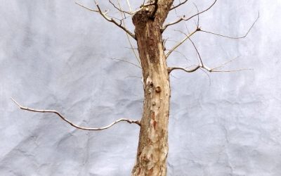 Development Work On A Very Large Water-Elm