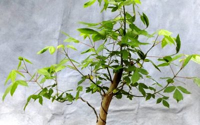 Maple And Elm Styling Work