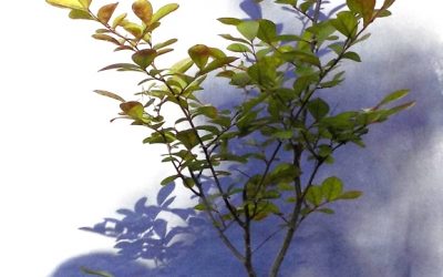 A Little Evening Fun With A Crape Myrtle