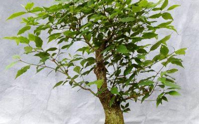 Dogwood Work And Potting